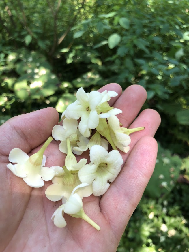 Emmenopterys henryi Flowering Tree  RARE!