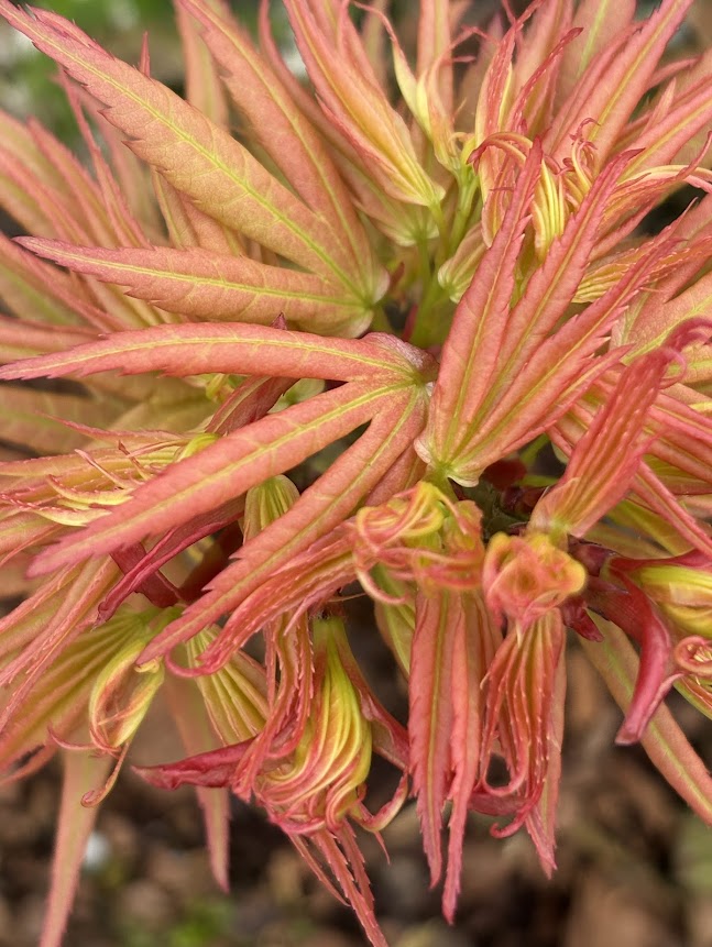 Acer palmatum 'Mystic Mikawa'