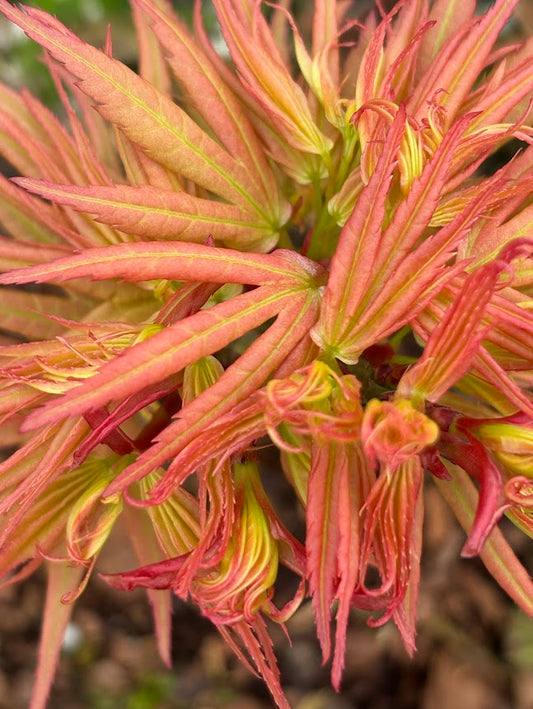 Acer palmatum 'Mystic Mikawa'