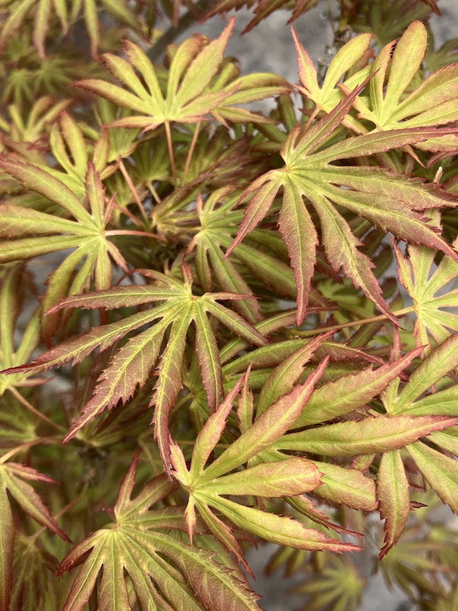 Acer palmatum 'Green Trompenburg'