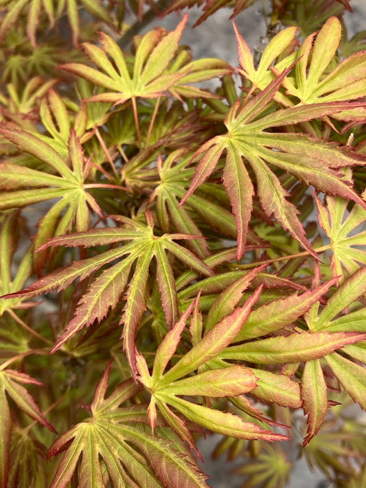 Acer palmatum 'Green Trompenburg'