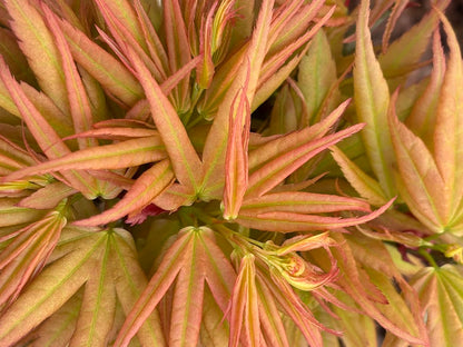 Acer palmatum 'Mystic Mikawa'