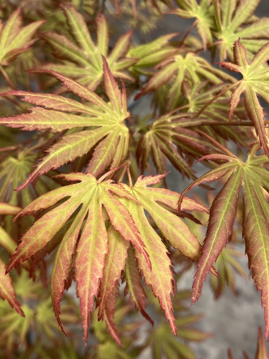 Acer palmatum 'Green Trompenburg'