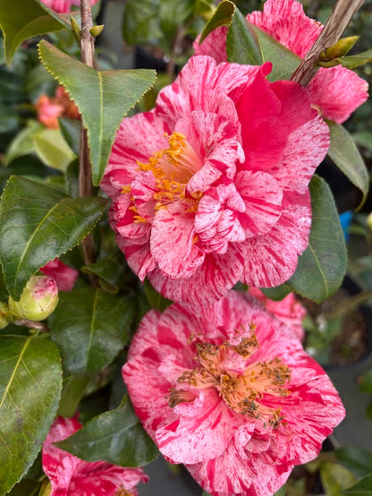 Camellia 'Guiseppe Traverso'
