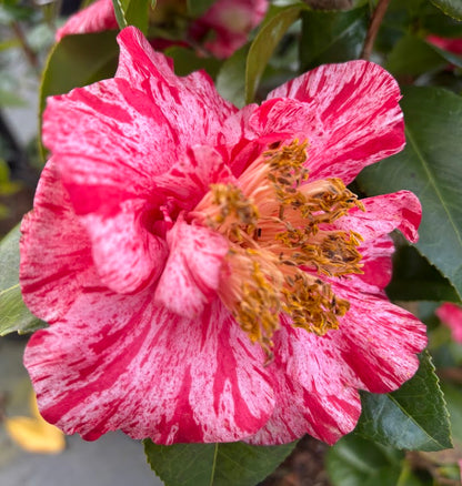 Camellia 'Guiseppe Traverso'