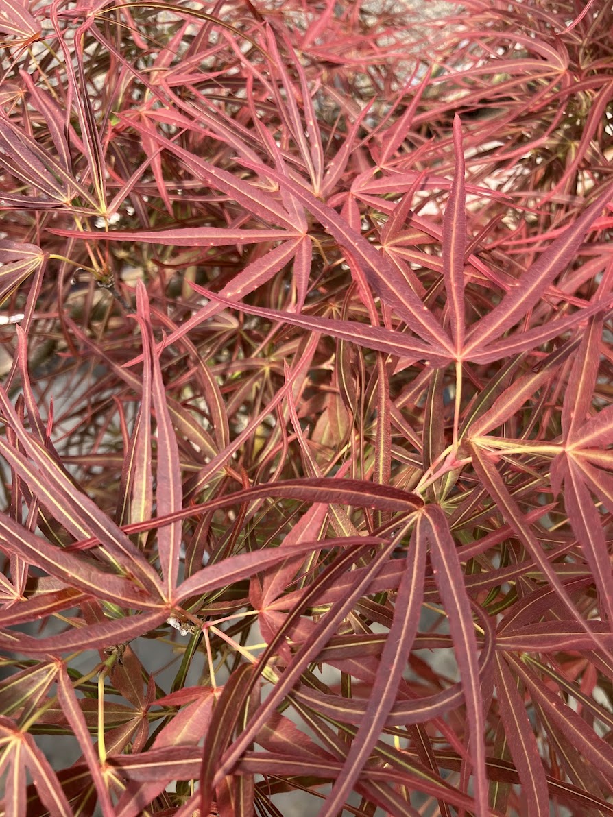 Acer palmatum 'Villa Taranto'