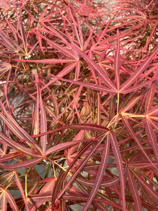 Acer palmatum 'Villa Taranto'