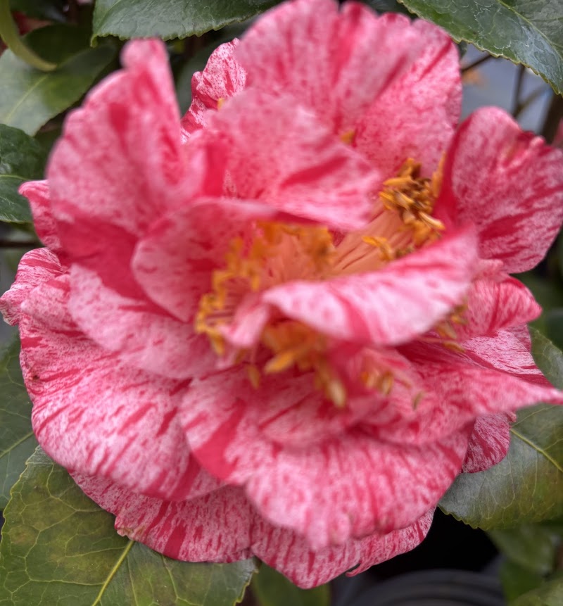 Camellia 'Guiseppe Traverso'
