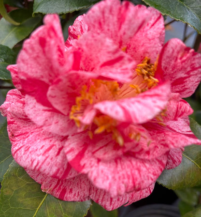 Camellia 'Guiseppe Traverso'