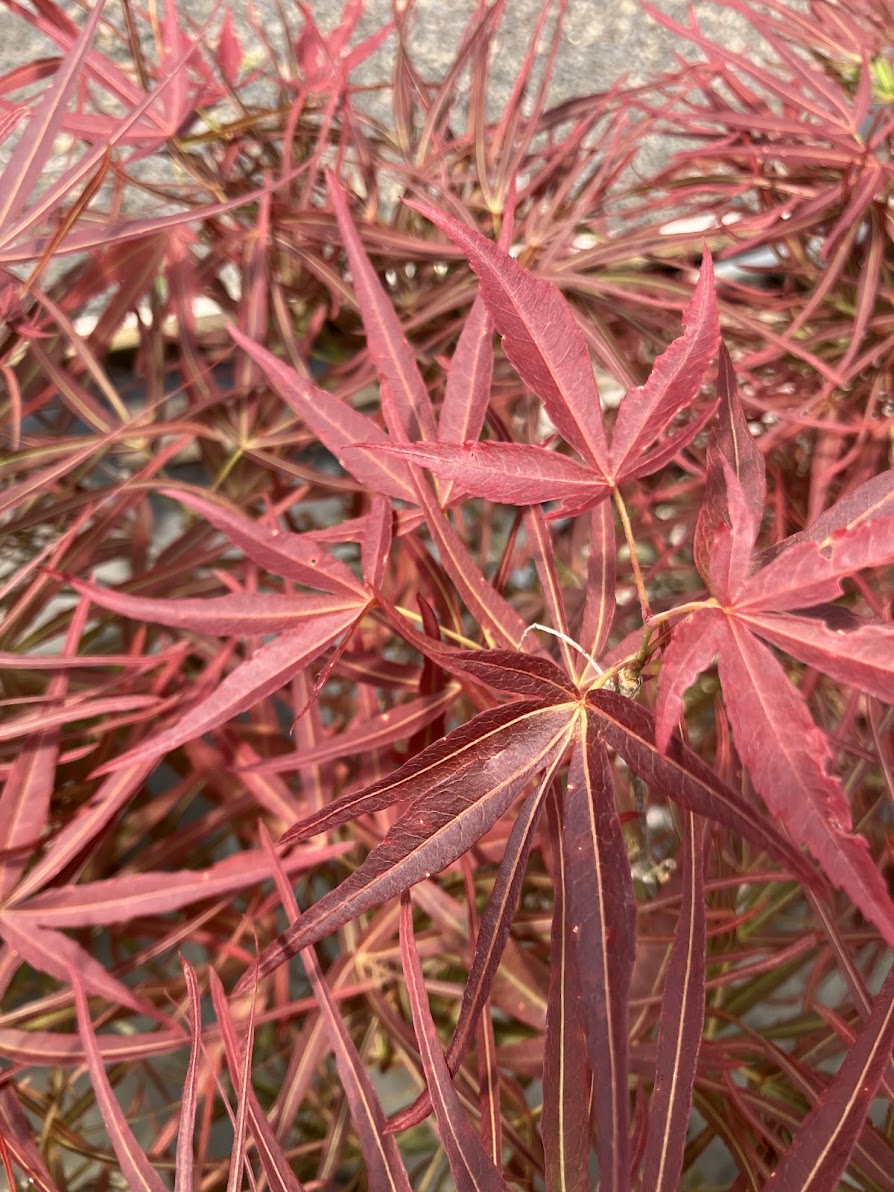 Acer palmatum 'Villa Taranto'