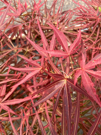 Acer palmatum 'Villa Taranto'