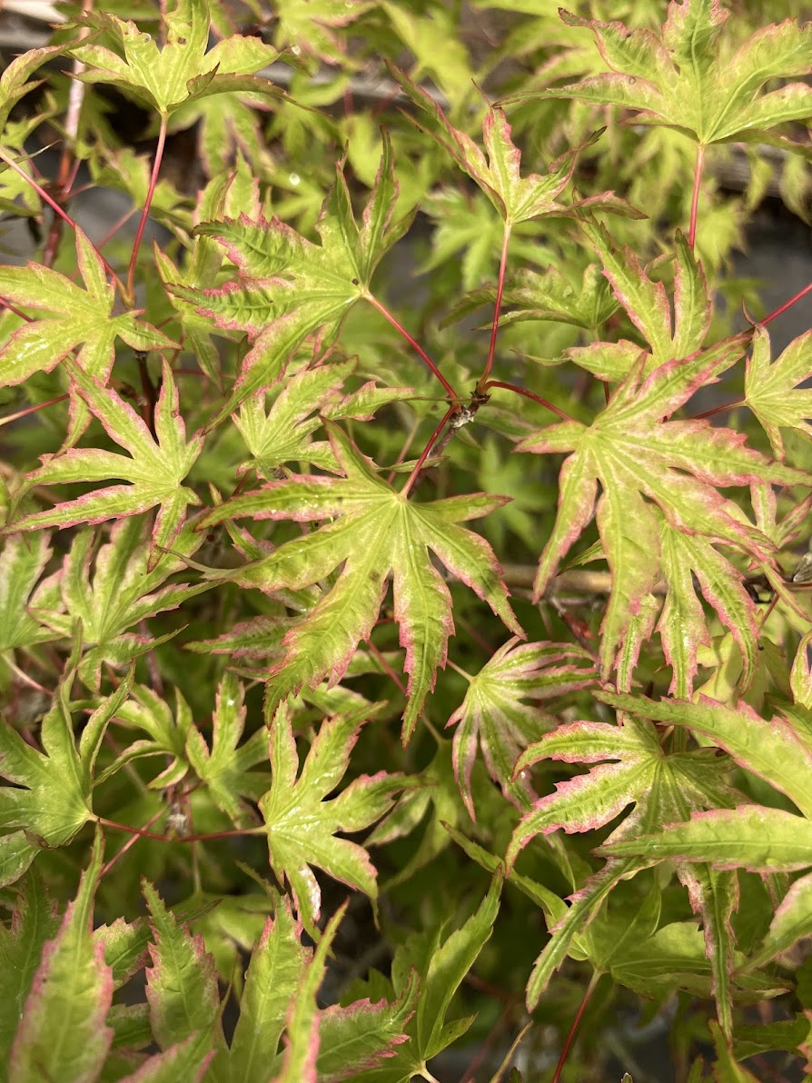 Acer palmatum 'Shin Hikasa' RARE