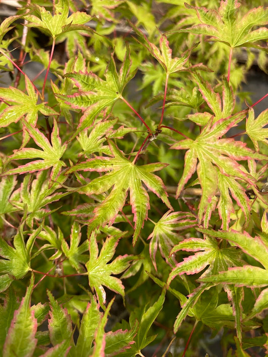 Acer palmatum 'Shin Hikasa' RARE