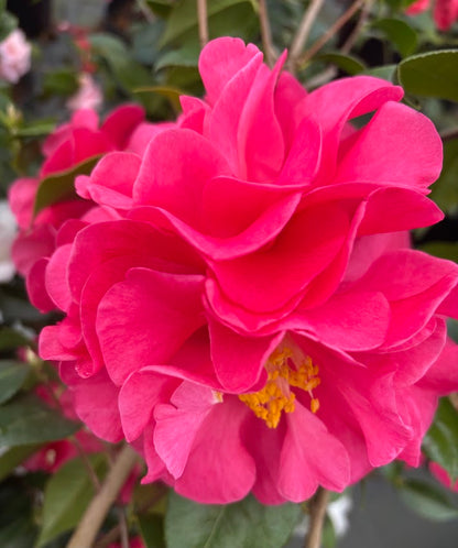Camellia 'Miss Sally'