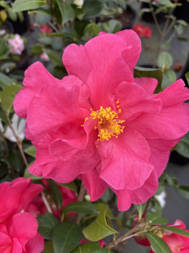 Camellia 'Miss Sally'