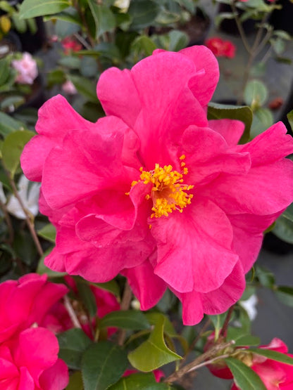 Camellia 'Miss Sally'