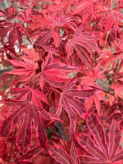 Acer palmatum 'Geisha Gone Wild'