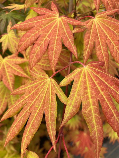 Acer shirasawanum 'Munn 001