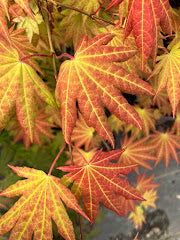 Acer shirasawanum 'Munn 001