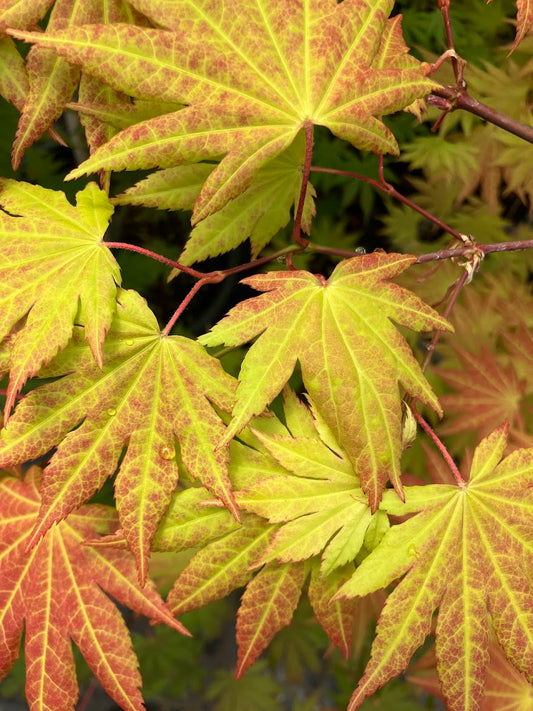 Acer shirasawanum 'Munn 001