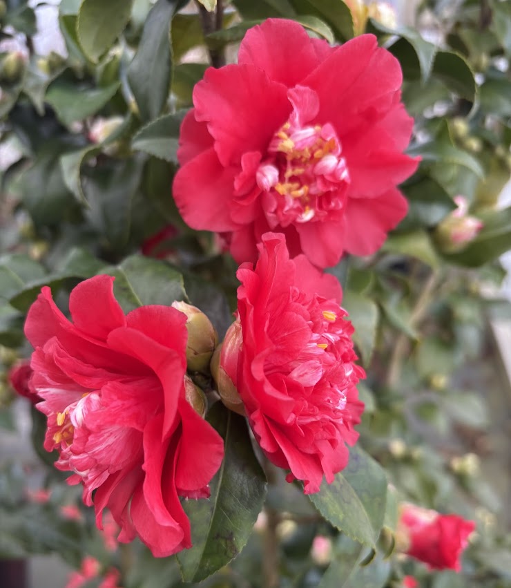 Camellia japonica 'Paula Dean'