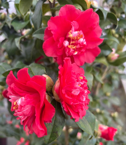 Camellia japonica 'Paula Dean'