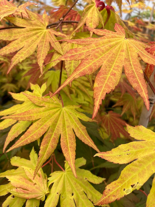 Acer shirasawanum 'Munn 001