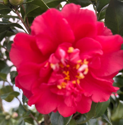 Camellia japonica 'Paula Dean'