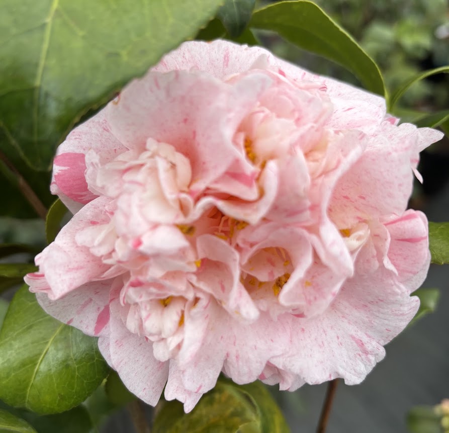 Camellia 'Dom Fernando II'