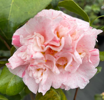 Camellia 'Dom Fernando II'
