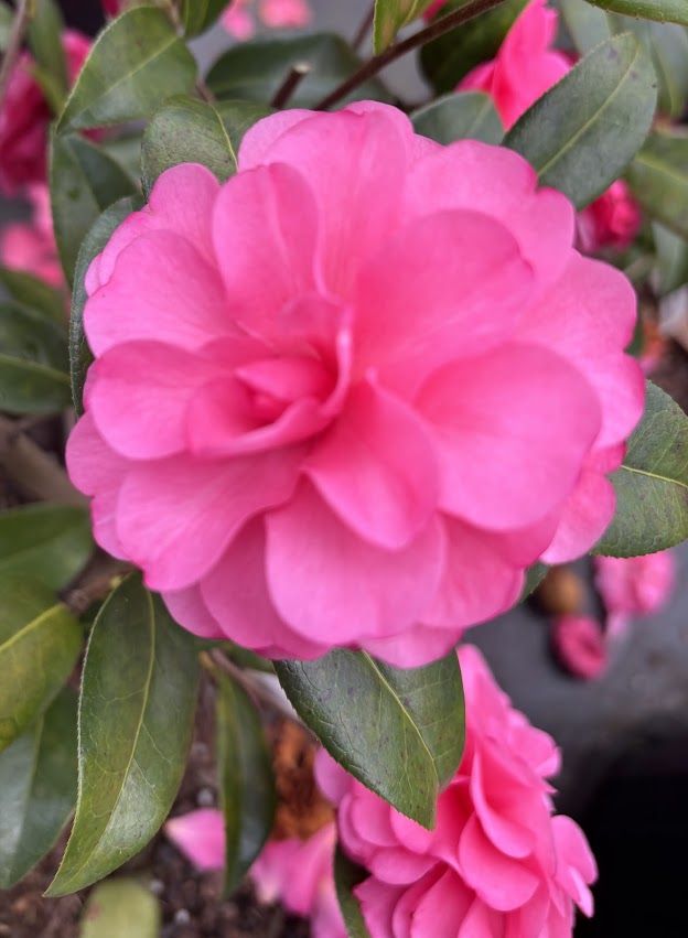 Camellia x 'Adorable'