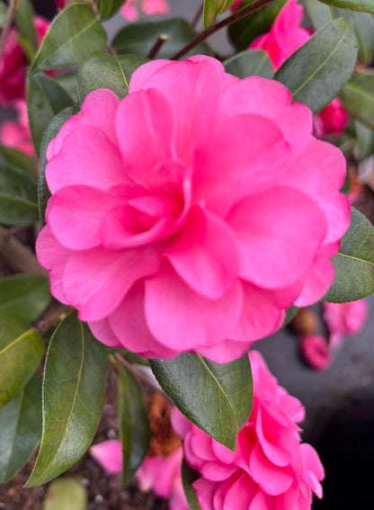 Camellia x 'Adorable'