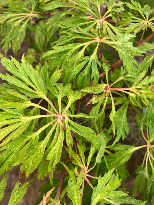 Acer japonicum 'Oregon Fern'
