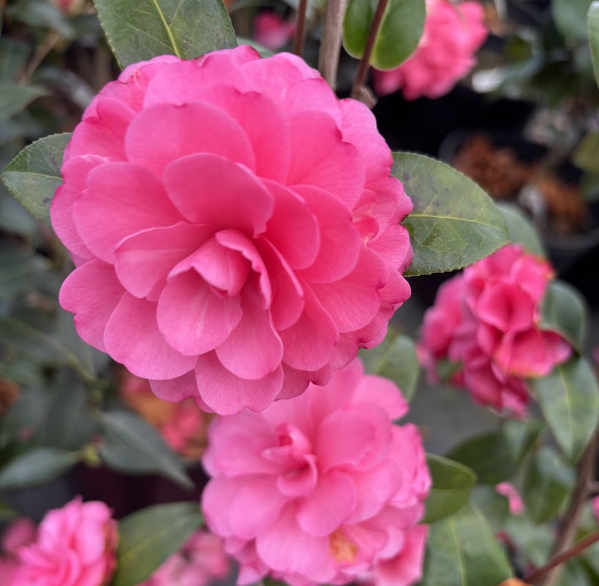 Camellia x 'Adorable'