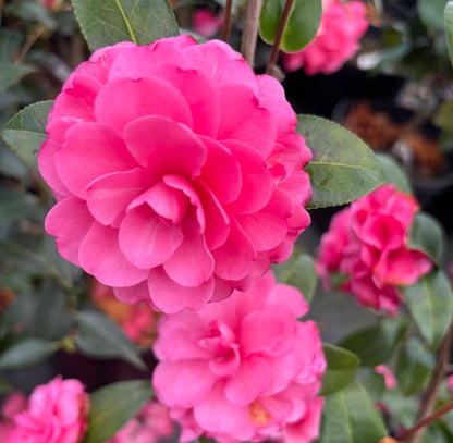 Camellia x 'Adorable'