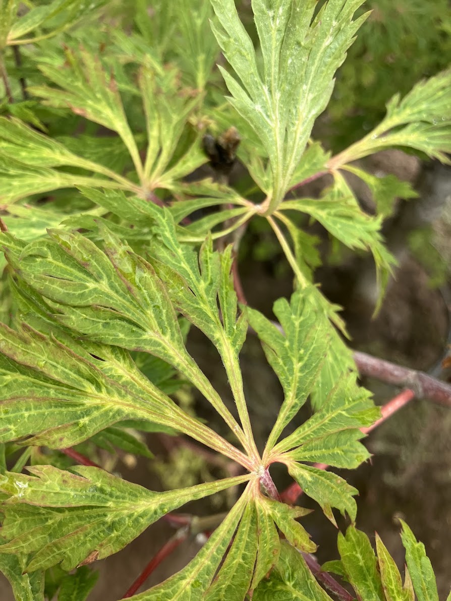 Acer japonicum 'Oregon Fern'