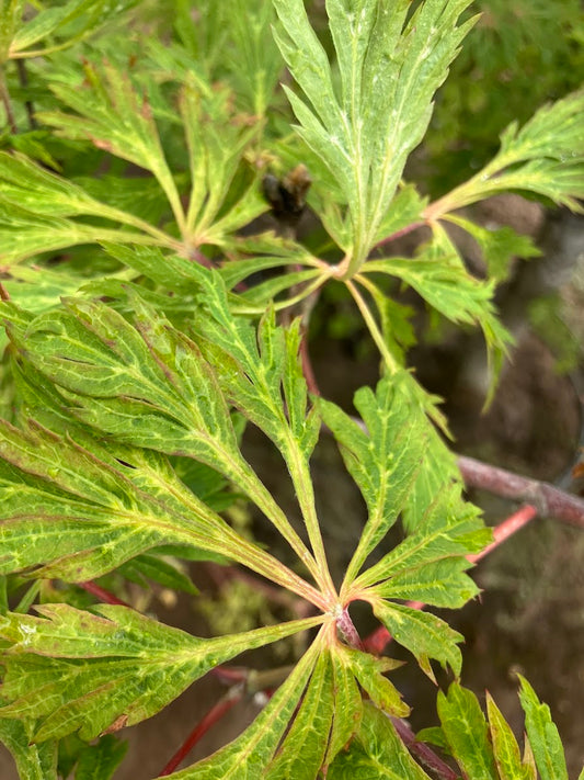 Acer japonicum 'Oregon Fern'