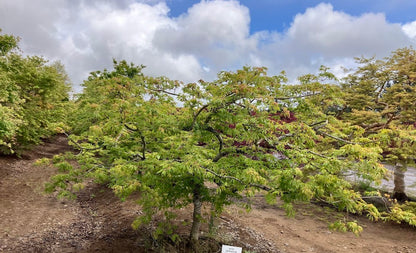 Acer japonicum 'Oregon Fern'