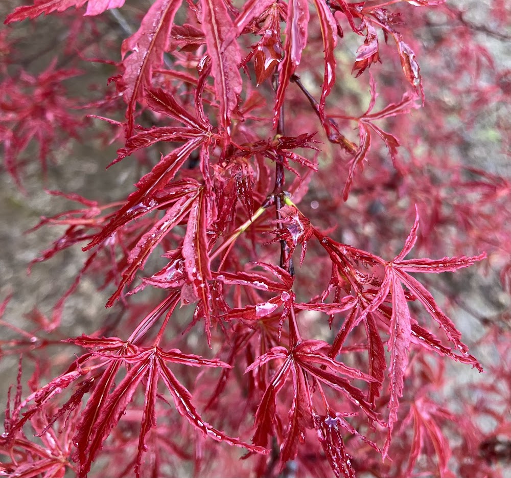 Acer palmatum 'Beni Komachi'