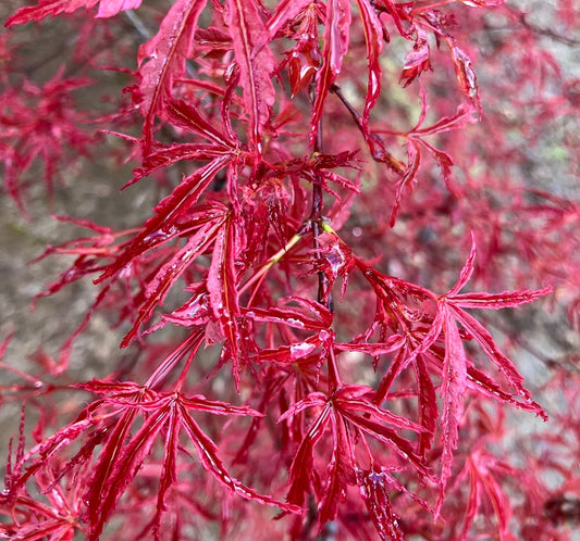 Acer palmatum 'Beni Komachi'