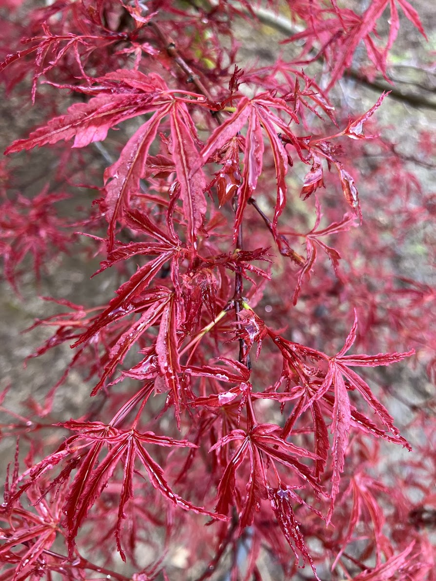 Acer palmatum 'Beni Komachi'