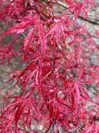 Acer palmatum 'Beni Komachi'