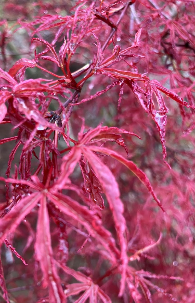 Acer palmatum 'Beni Komachi'