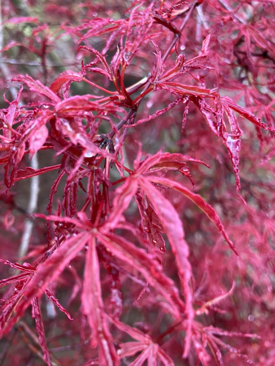Acer palmatum 'Beni Komachi'
