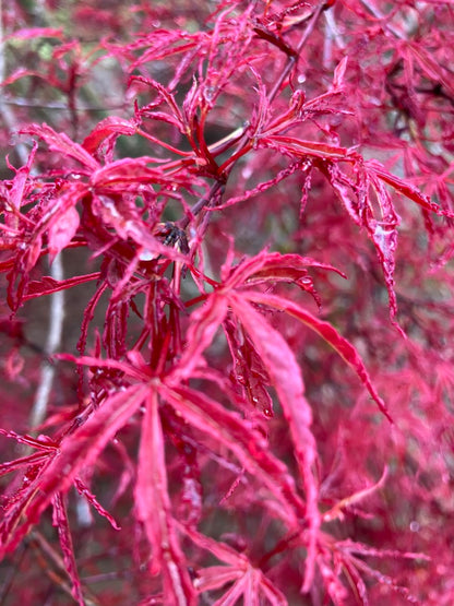 Acer palmatum 'Beni Komachi'