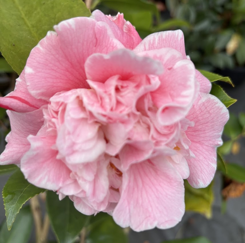 Camellia japonica 'Owen Henry'