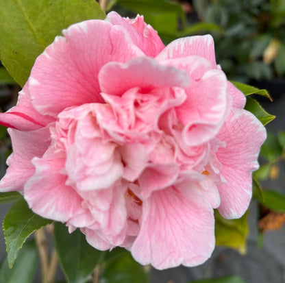 Camellia japonica 'Owen Henry'