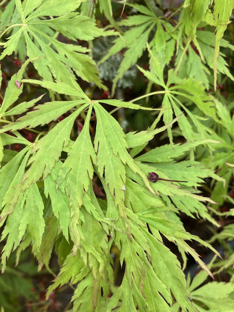 Acer palmatum 'Contorta' (Handy)