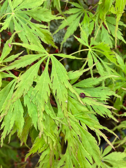 Acer palmatum 'Contorta' (Handy)