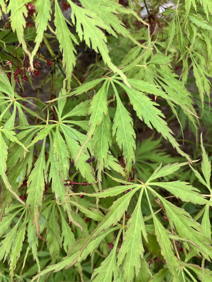 Acer palmatum 'Contorta' (Handy)